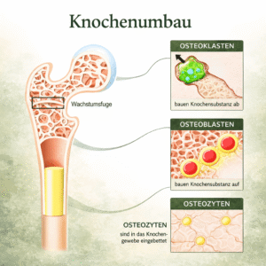 Knochenumbau bei Osteoporose – Darstellung von Osteoklasten, Osteoblasten und Osteozyten sowie deren Funktion im Knochenstoffwechsel